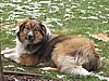 Dozer Spring 2008
